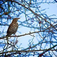 Buy canvas prints of Song Thrush sitting in a tree during Winter by Tristan Wedgbury