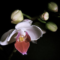 Buy canvas prints of Orchid in Bloom by Tristan Wedgbury
