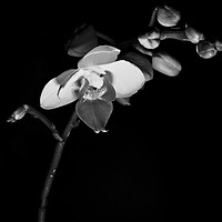 Buy canvas prints of Black and White Orchid by Tristan Wedgbury