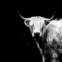 Buy canvas prints of Highland Cow Black and White by Tristan Wedgbury