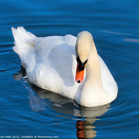 Buy canvas prints of Mute Swan on the River near Chard Somerset by Susie Peek