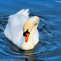 Buy canvas prints of Mute Swan on the River near Chard Somerset by Susie Peek