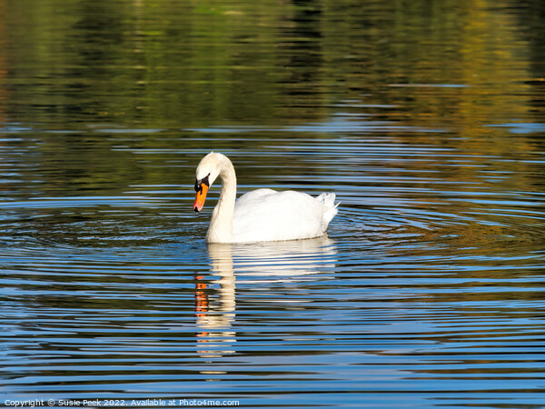 Mute Swan on the River near Chard Somerset Picture Board by Susie Peek