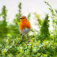 Buy canvas prints of English Robin Perched on Shrubbery by Susie Peek