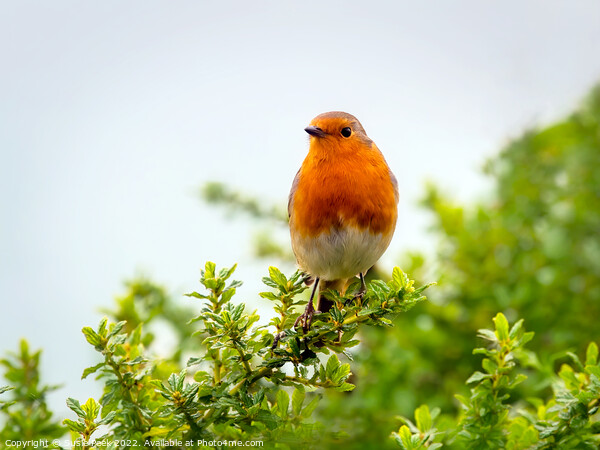 English Robin Perched on Shrubbery Picture Board by Susie Peek