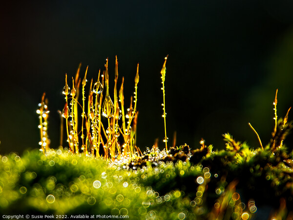 Glistening Sporophytes in Winter Sun Picture Board by Susie Peek