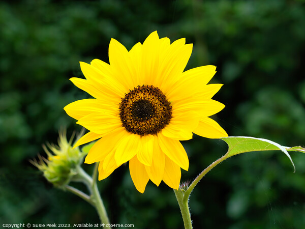 Sunflower Helianthus-Annuus Picture Board by Susie Peek