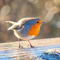 Buy canvas prints of English Robin Erithacus rubecula by Susie Peek