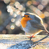 Buy canvas prints of English Robin Erithacus rubecula by Susie Peek