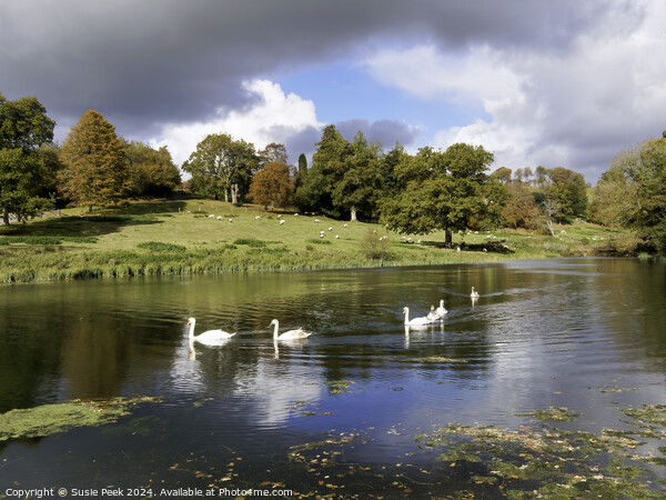 Mute Swans on the River near Chard Somerset Picture Board by Susie Peek
