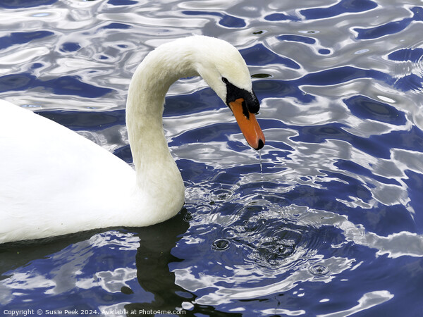 White Mute Swan on Rippling Blue Water Picture Board by Susie Peek