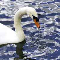 Buy canvas prints of White Mute Swan on Rippling Blue Water by Susie Peek
