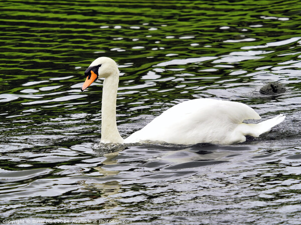 White Mute Swan Swimming on the River Picture Board by Susie Peek