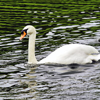 Buy canvas prints of White Mute Swan Swimming on the River by Susie Peek