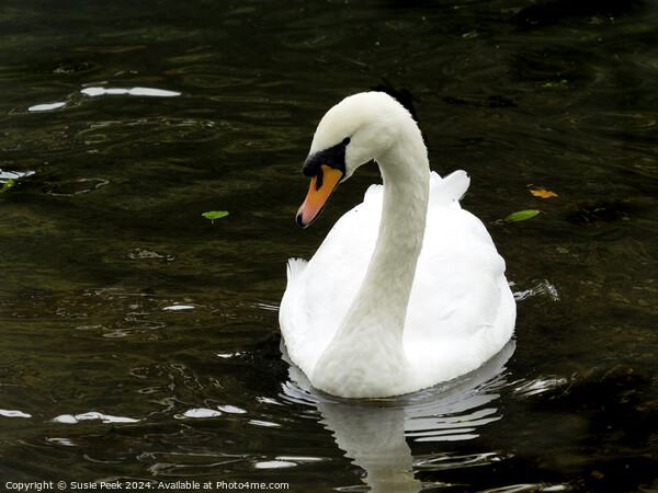 White Mute Swan Swimming on the River Picture Board by Susie Peek