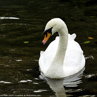 Buy canvas prints of White Mute Swan Swimming on the River by Susie Peek