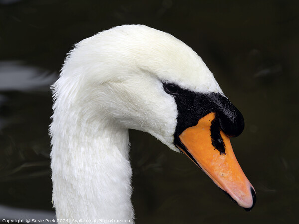 Portrait of a White Mute Swan Picture Board by Susie Peek