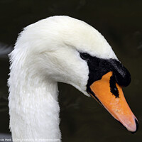 Buy canvas prints of Portrait of a White Mute Swan by Susie Peek
