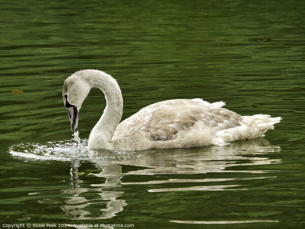 Mute Swan Cygnet on a River  Picture Board by Susie Peek