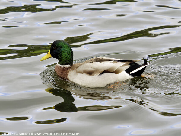 Male Mallard with Reflections Swimming on a River Picture Board by Susie Peek