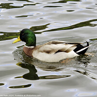 Buy canvas prints of Male Mallard with Reflections Swimming on a River by Susie Peek