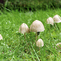 Buy canvas prints of Fungi in the Grass by Susie Peek