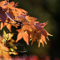 Buy canvas prints of Acer Leaves in Autumn by Susie Peek