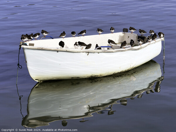 A Skiff Full of Turnstones Picture Board by Susie Peek