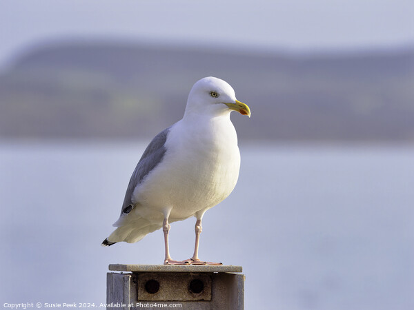 Herring gull - Larus argentatus Picture Board by Susie Peek