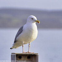 Buy canvas prints of Herring gull - Larus argentatus by Susie Peek