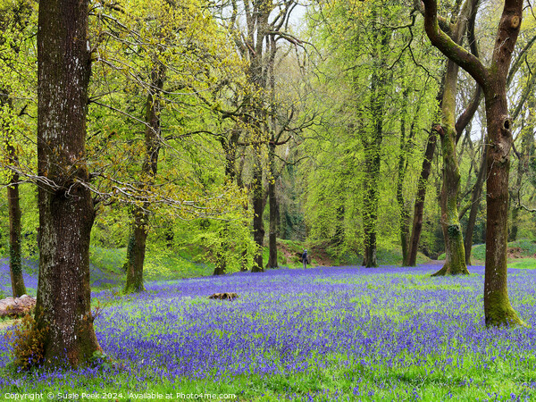 Bluebell Time at Blackbury Camp Devon Picture Board by Susie Peek