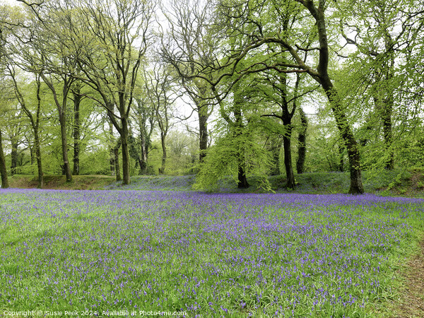Bluebell Time at Blackbury Camp Devon Picture Board by Susie Peek