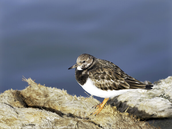 Turnstone at the Harbour Picture Board by Susie Peek