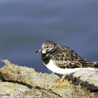 Buy canvas prints of Turnstone at the Harbour by Susie Peek