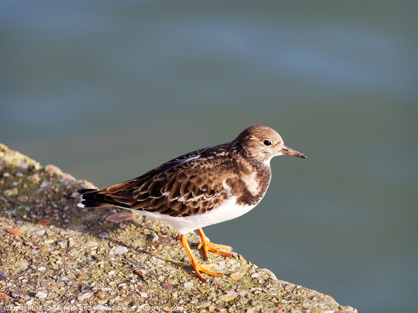 Turnstone at the Harbour Picture Board by Susie Peek