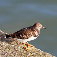 Buy canvas prints of Turnstone at the Harbour by Susie Peek