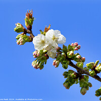 Buy canvas prints of Spring Cherry Blossoms by Susie Peek