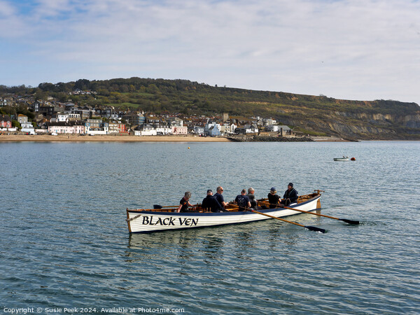 Gig Rowing at Lyme Regis Dorset Picture Board by Susie Peek