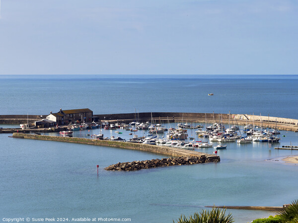 Harbour Overview at Lyme Regis Dorset Picture Board by Susie Peek