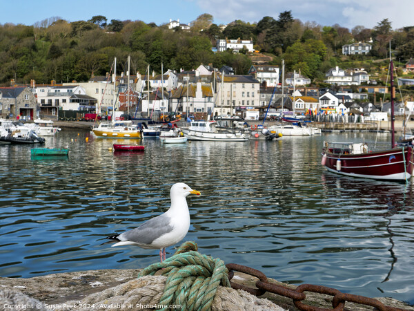 Herring Gull at Lyme Regis Harbour Picture Board by Susie Peek