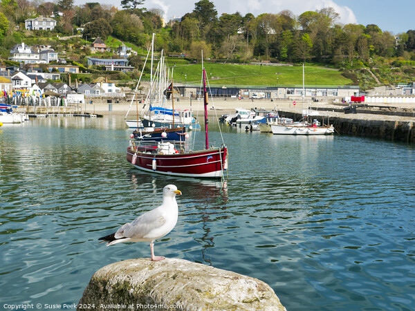 Herring Gull at Lyme Regis Harbour Picture Board by Susie Peek