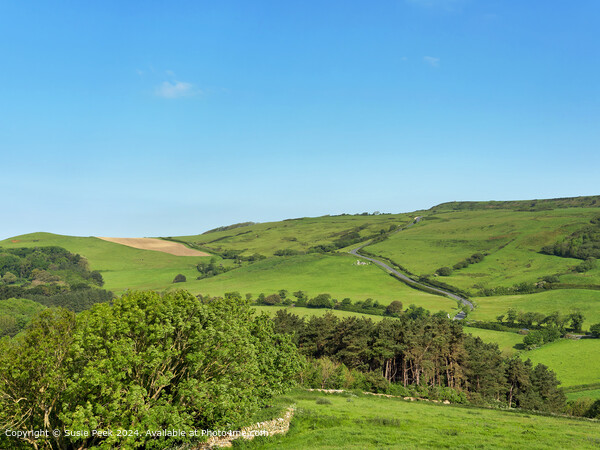 Abbotsbury Dorset Overviews on a May Morning Picture Board by Susie Peek