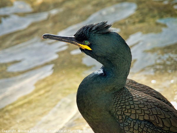 Cormorant/Shag At Padstow Harbour Picture Board by Susie Peek