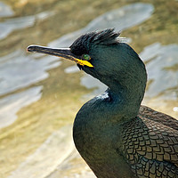 Buy canvas prints of Cormorant/Shag At Padstow Harbour by Susie Peek