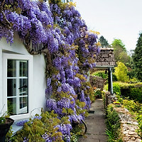 Buy canvas prints of Wisteria Welcome by Susie Peek