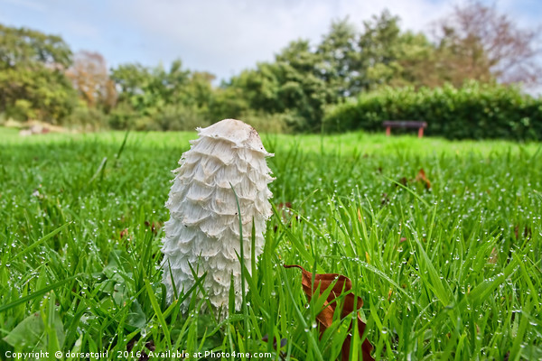 Shaggy Ink Cap - Coprinus comatus Picture Board by Susie Peek