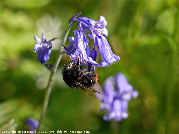 Buzzy Bee On Bluebells Picture Board by Susie Peek