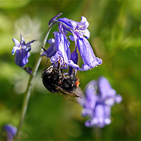 Buy canvas prints of Buzzy Bee On Bluebells by Susie Peek