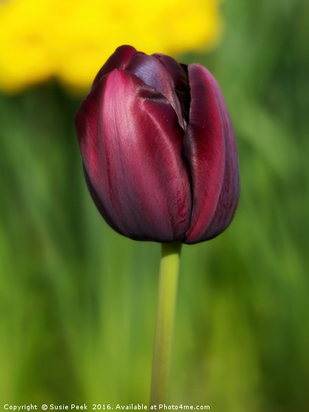 Black Tulip Picture Board by Susie Peek