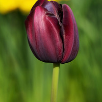 Buy canvas prints of Black Tulip by Susie Peek